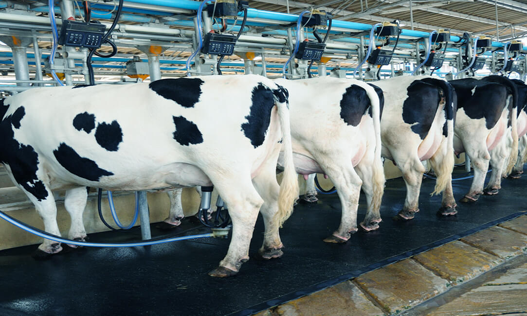 Dairy Industry Steadies Amid Price Swings