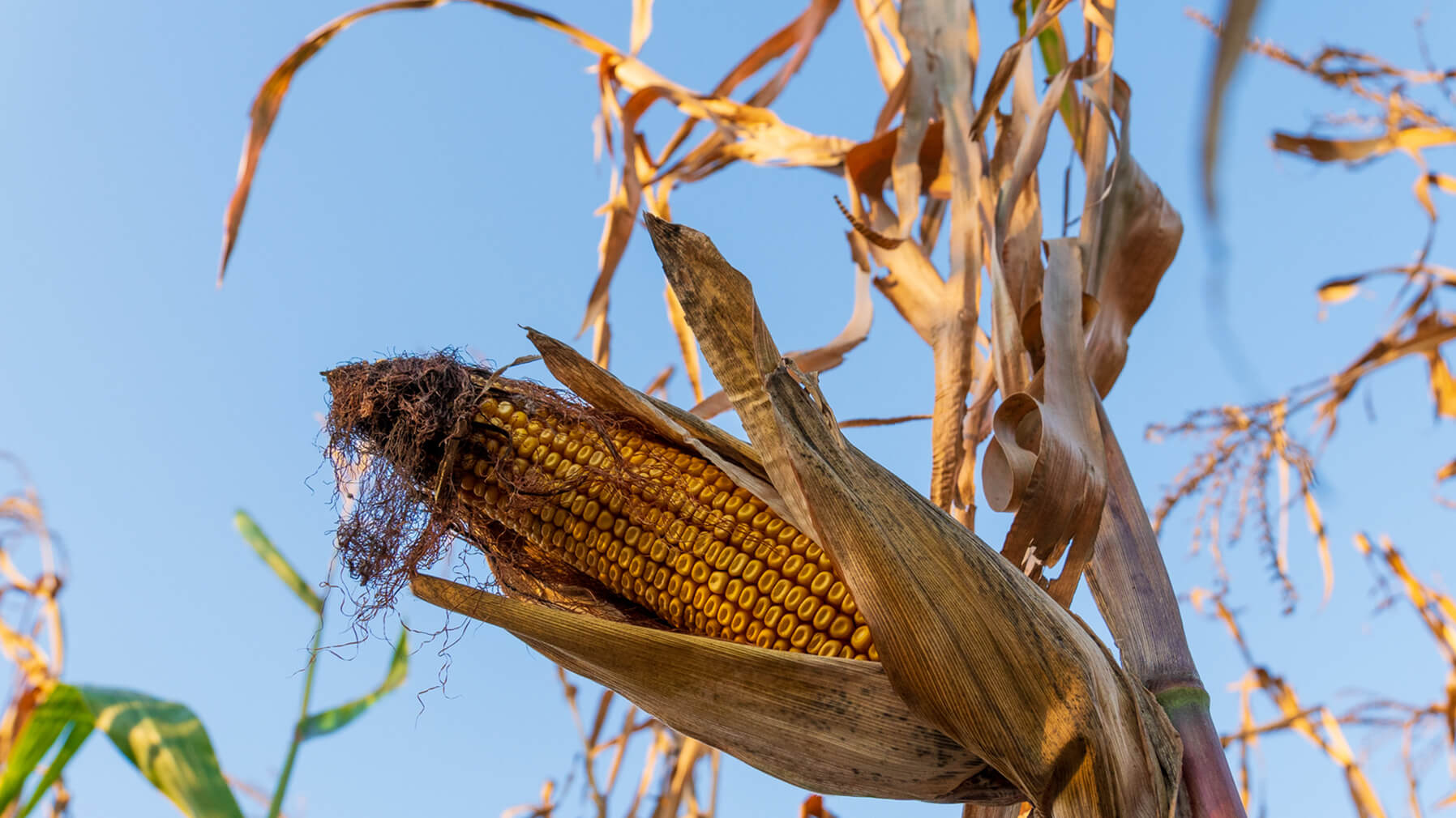 Trade Tensions in the Americas: Corn and Dairy in the Crossfire