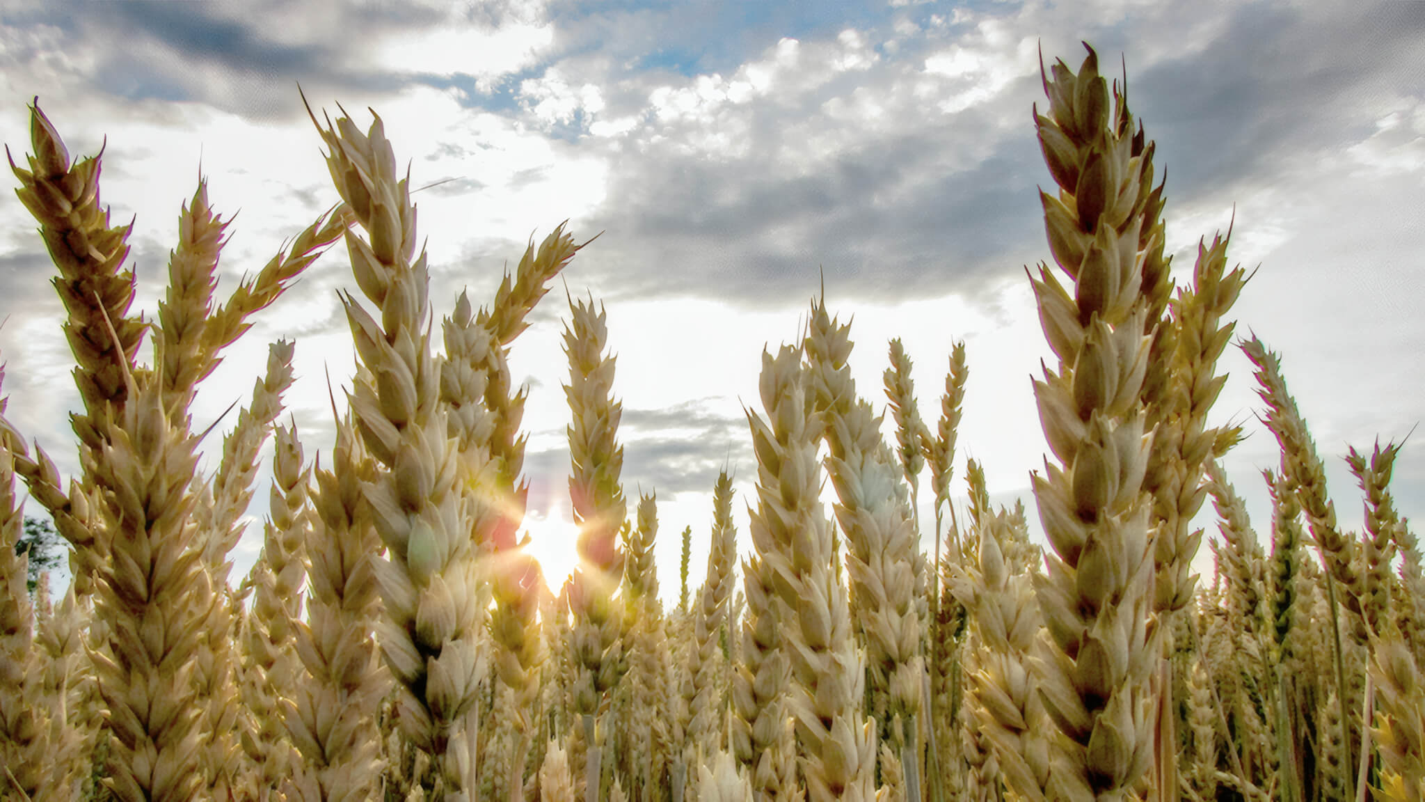 Grain Prices Drop as US Farmers Await Planting Signals