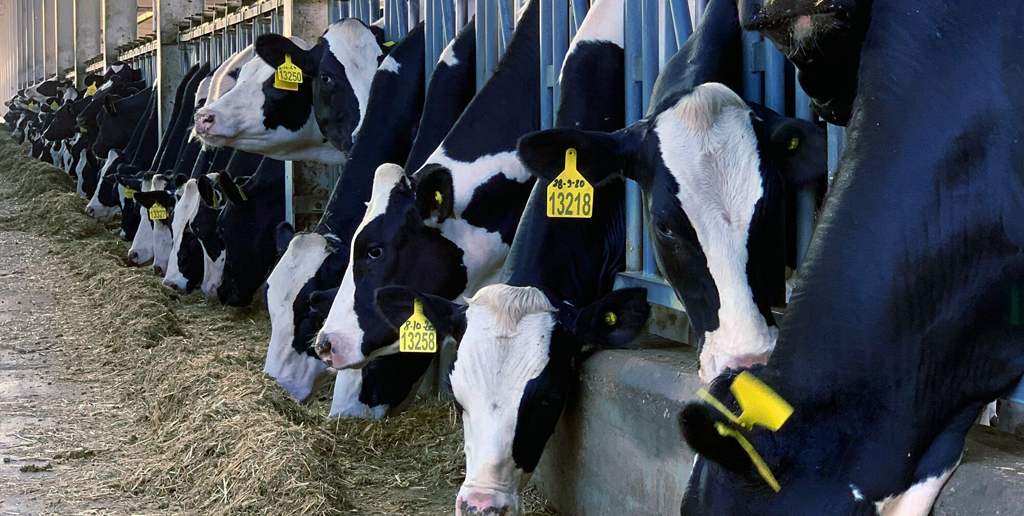 U.S. Dairy Faces Antibiotic Regulation Crackdown