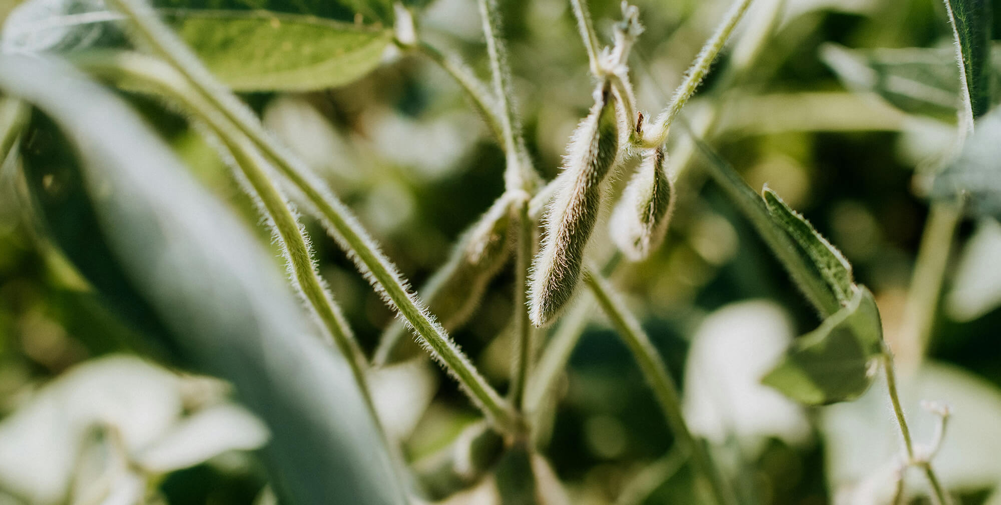 Brazil’s Soybean Exports Face US Tariff Threats
