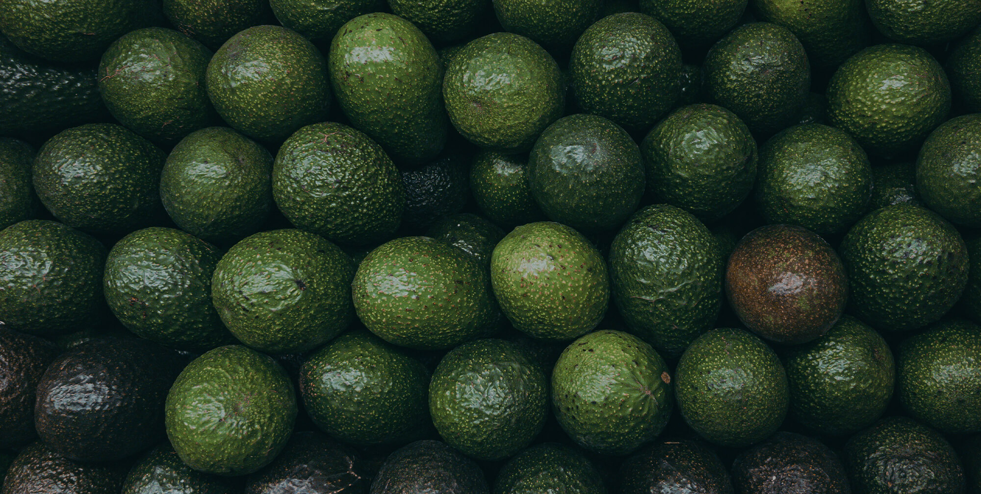 Mexico’s Avocado Exports Stalled by US Inspections