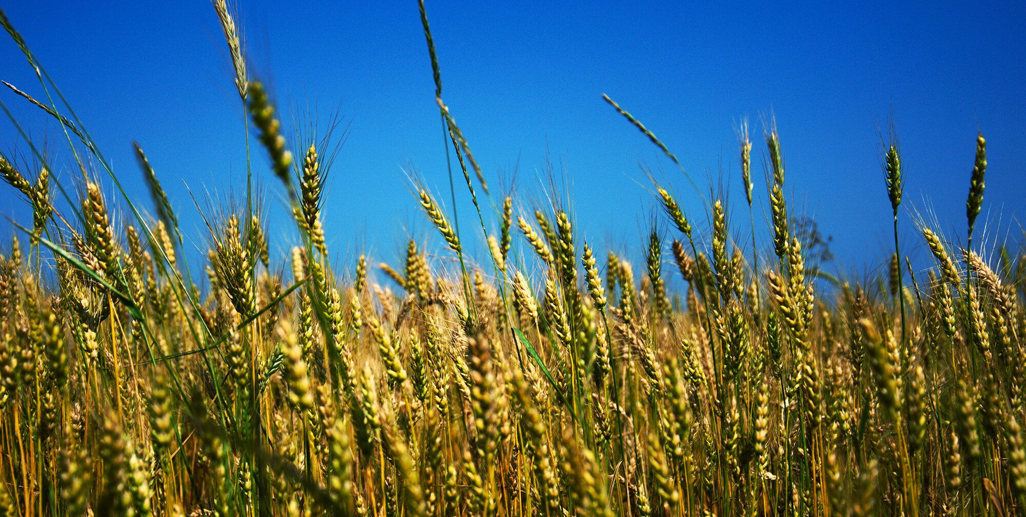 Oat Fiber Market Grows Amid Gut-Health Trends