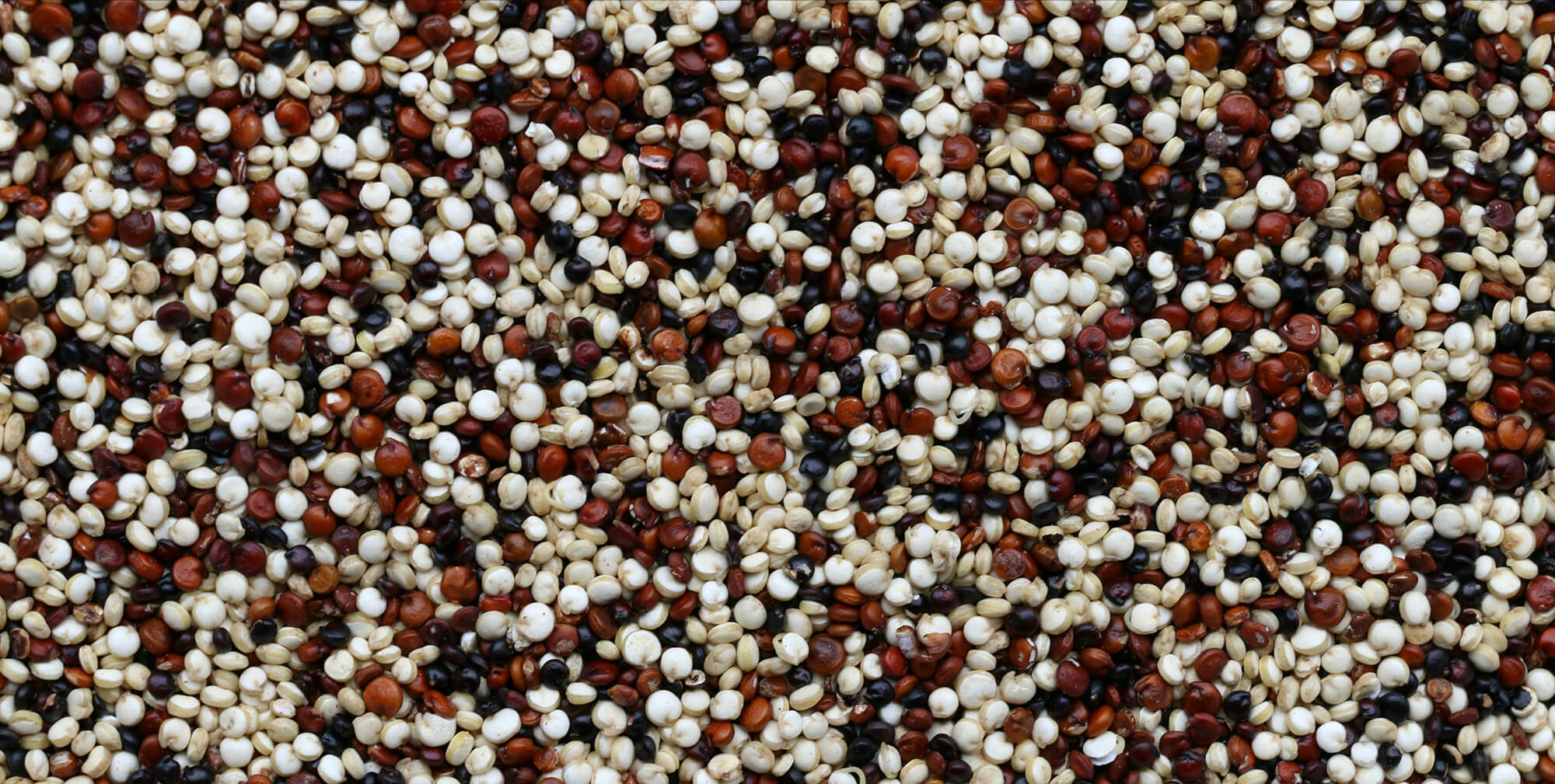 Peru’s Quinoa Exports Surge Amid US Health Trends