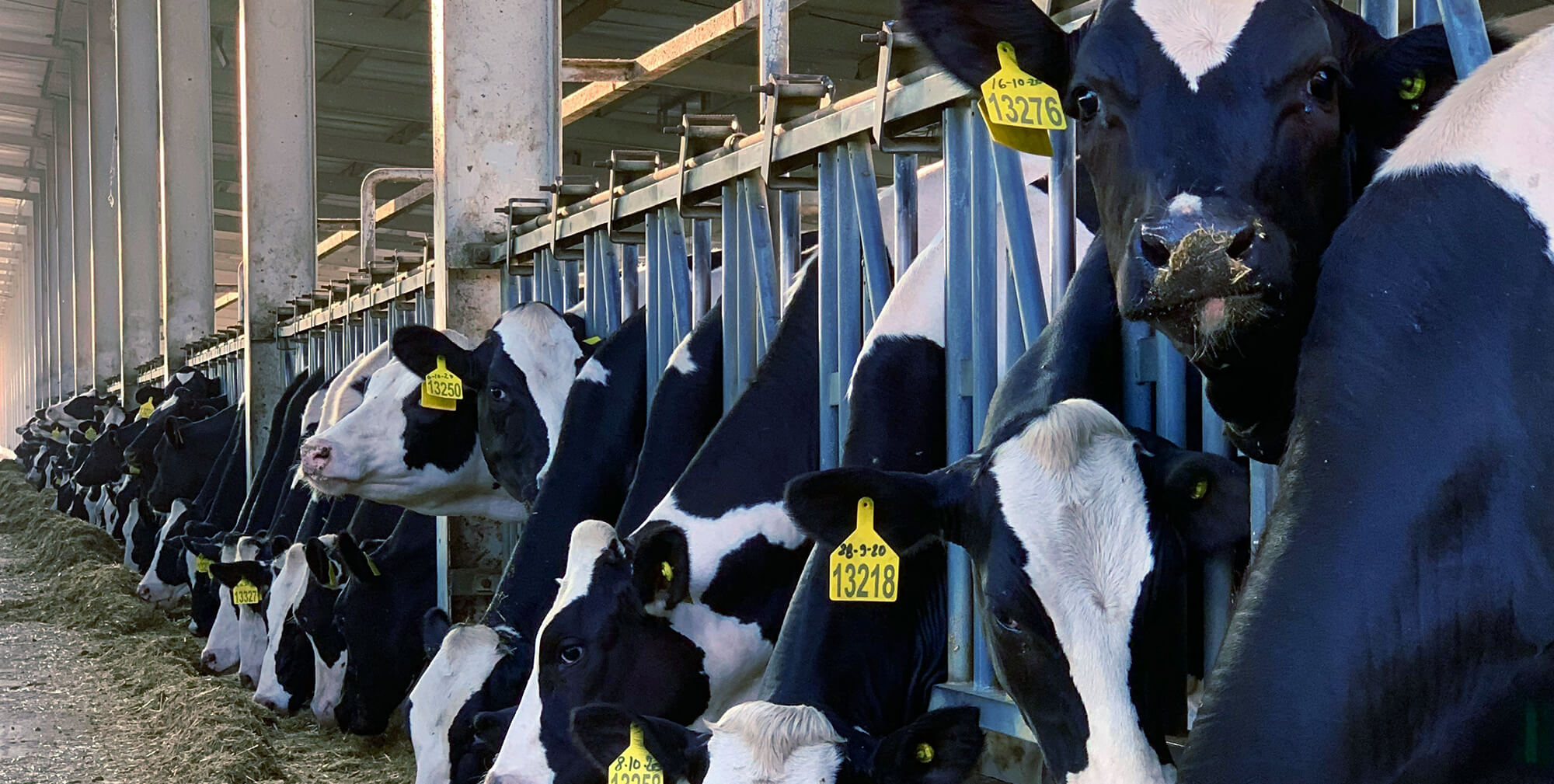 U.S. Dairy Farmers Face Feed Cost Surge in 2025